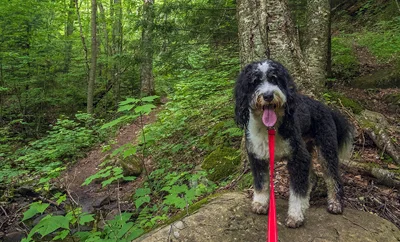 A dog with its tongue hanging out stands beside a tree