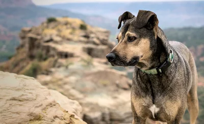A dog standing by some rocks looking grim