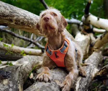 A brown and white cat sniffs a potted plant