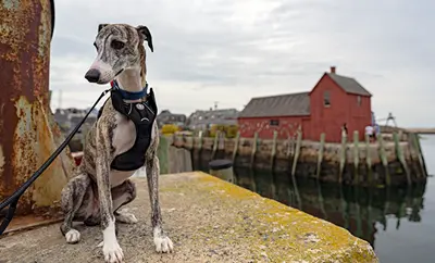 A dog sits on a concrete pillar near some water