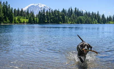 A dog fetching a stick from the water