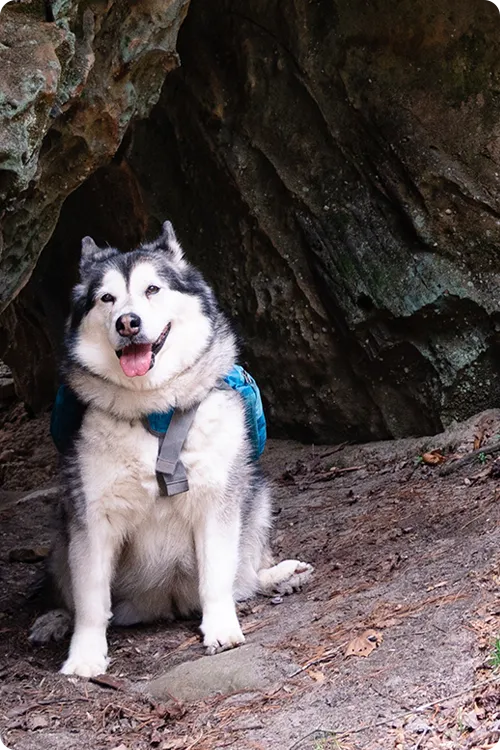Siberian Husky outside in the woods