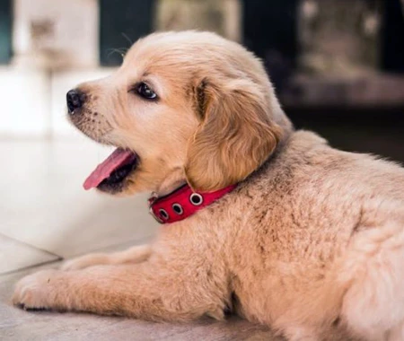 A young Golden Retriever puppy yawning