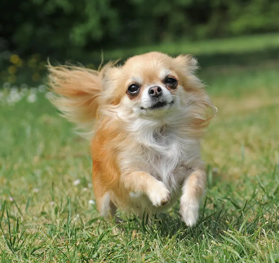 Small dog playing in yard