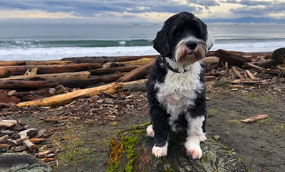 Black and white dog standing near a lake