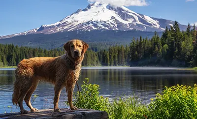 Golden Retriever standing by a lake with mountains in background
