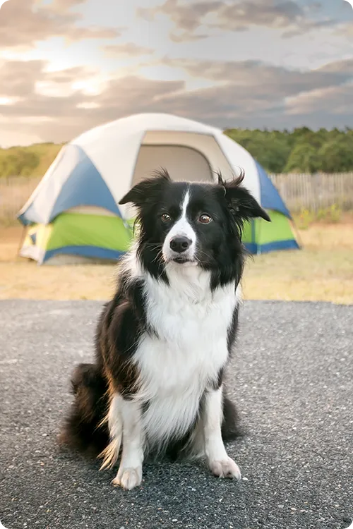 Border Collie standing in front of a tent