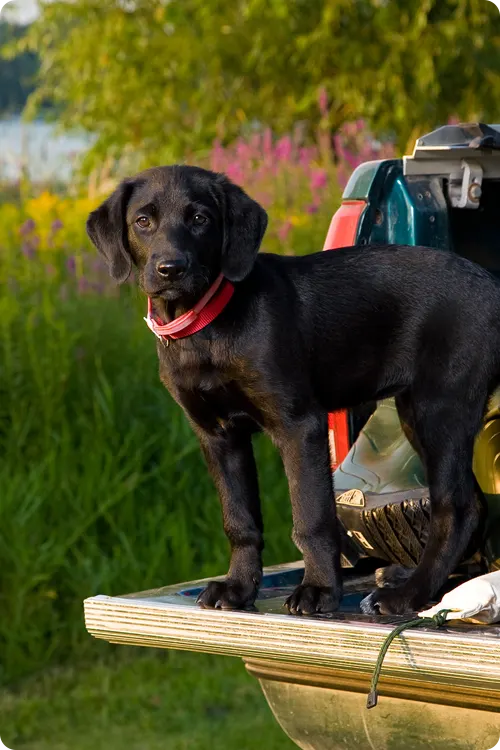 Black Labrador stands on a boat