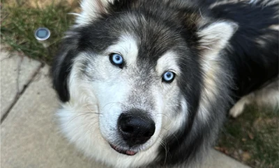 Close-up of Nanook the long-haired Siberian Husky